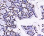 Lamin B1 Antibody in Immunohistochemistry (Paraffin) (IHC (P))