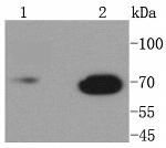 Lamin B1 Antibody in Western Blot (WB)