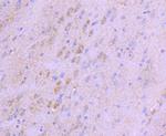 NGF Antibody in Immunohistochemistry (Paraffin) (IHC (P))