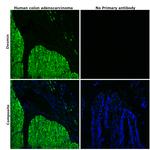 Desmin Antibody in Immunohistochemistry (Paraffin) (IHC (P))