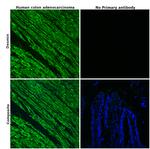 Desmin Antibody in Immunohistochemistry (Paraffin) (IHC (P))