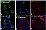 Desmin Antibody