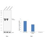 Desmin Antibody in Western Blot (WB)