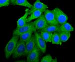 PIK3CA Antibody in Immunocytochemistry (ICC/IF)