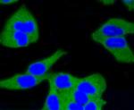 Calmodulin Antibody in Immunocytochemistry (ICC/IF)