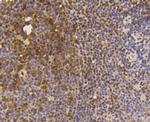 SUMO1 Antibody in Immunohistochemistry (Paraffin) (IHC (P))