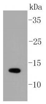 SUMO1 Antibody in Western Blot (WB)