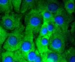 NOTCH1 Antibody in Immunocytochemistry (ICC/IF)