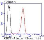 Cdc7 Antibody in Flow Cytometry (Flow)