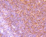 APAF1 Antibody in Immunohistochemistry (Paraffin) (IHC (P))