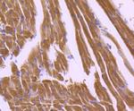 APAF1 Antibody in Immunohistochemistry (Paraffin) (IHC (P))