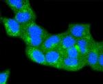 Caveolin 2 Antibody in Immunocytochemistry (ICC/IF)