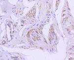 Caveolin 2 Antibody in Immunohistochemistry (Paraffin) (IHC (P))