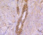 Caveolin 2 Antibody in Immunohistochemistry (Paraffin) (IHC (P))