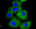 Paxillin Antibody in Immunocytochemistry (ICC/IF)