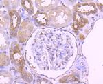 Paxillin Antibody in Immunohistochemistry (Paraffin) (IHC (P))