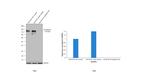 N-cadherin Antibody in Western Blot (WB)