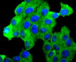 N-cadherin Antibody in Immunocytochemistry (ICC/IF)