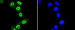 Phospho-STAT3 (Ser727) Antibody in Immunocytochemistry (ICC/IF)