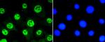 Phospho-STAT3 (Ser727) Antibody in Immunocytochemistry (ICC/IF)