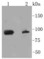 Phospho-STAT3 (Ser727) Antibody in Western Blot (WB)