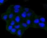 NOX4 Antibody in Immunocytochemistry (ICC/IF)