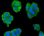 SMAD3 Antibody in Immunocytochemistry (ICC/IF)