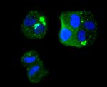 CDK1 Antibody in Immunocytochemistry (ICC/IF)