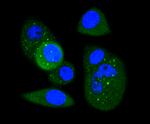 CDK1 Antibody in Immunocytochemistry (ICC/IF)