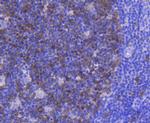 CDK1 Antibody in Immunohistochemistry (Paraffin) (IHC (P))