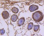 CDK1 Antibody in Immunohistochemistry (Paraffin) (IHC (P))