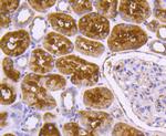 DNAJC15 Antibody in Immunohistochemistry (Paraffin) (IHC (P))