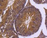 DNAJC15 Antibody in Immunohistochemistry (Paraffin) (IHC (P))