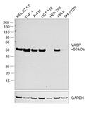 VASP Antibody in Western Blot (WB)