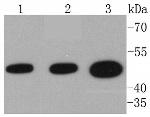 VASP Antibody in Western Blot (WB)