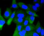 Phospho-GSK3B (Ser9) Antibody in Immunocytochemistry (ICC/IF)