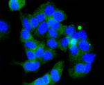 Phospho-GSK3B (Ser9) Antibody in Immunocytochemistry (ICC/IF)