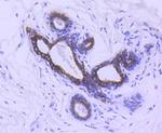 Phospho-GSK3B (Ser9) Antibody in Immunohistochemistry (Paraffin) (IHC (P))