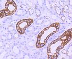 Phospho-GSK3B (Ser9) Antibody in Immunohistochemistry (Paraffin) (IHC (P))