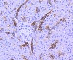 Phospho-GSK3B (Ser9) Antibody in Immunohistochemistry (Paraffin) (IHC (P))