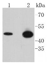 Phospho-GSK3B (Ser9) Antibody in Western Blot (WB)