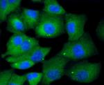 KIF23 Antibody in Immunocytochemistry (ICC/IF)