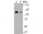 KIF23 Antibody in Western Blot (WB)