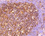 HAPLN1 Antibody in Immunohistochemistry (Paraffin) (IHC (P))