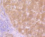 HAPLN1 Antibody in Immunohistochemistry (Paraffin) (IHC (P))