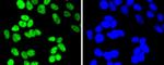 HDAC2 Antibody in Immunocytochemistry (ICC/IF)