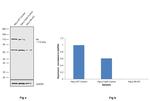 Rb Antibody in Western Blot (WB)