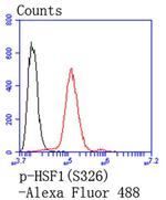 Phospho-HSF1 (Ser326) Antibody in Flow Cytometry (Flow)