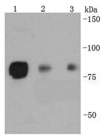 Phospho-HSF1 (Ser326) Antibody in Western Blot (WB)