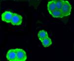 PKC alpha Antibody in Immunocytochemistry (ICC/IF)